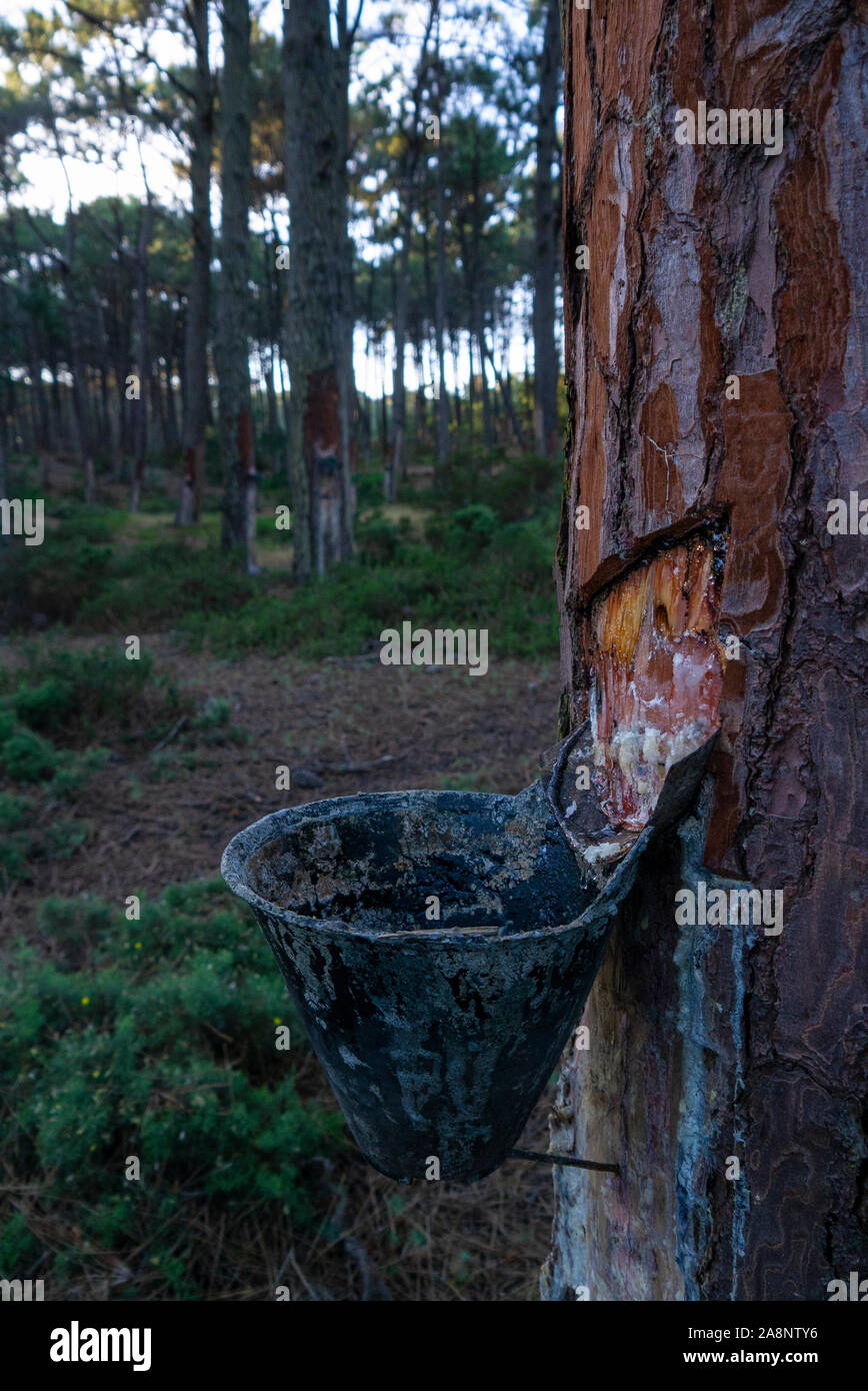 Tapping resin from a pine tree Estremadura Portugal Stock Photo