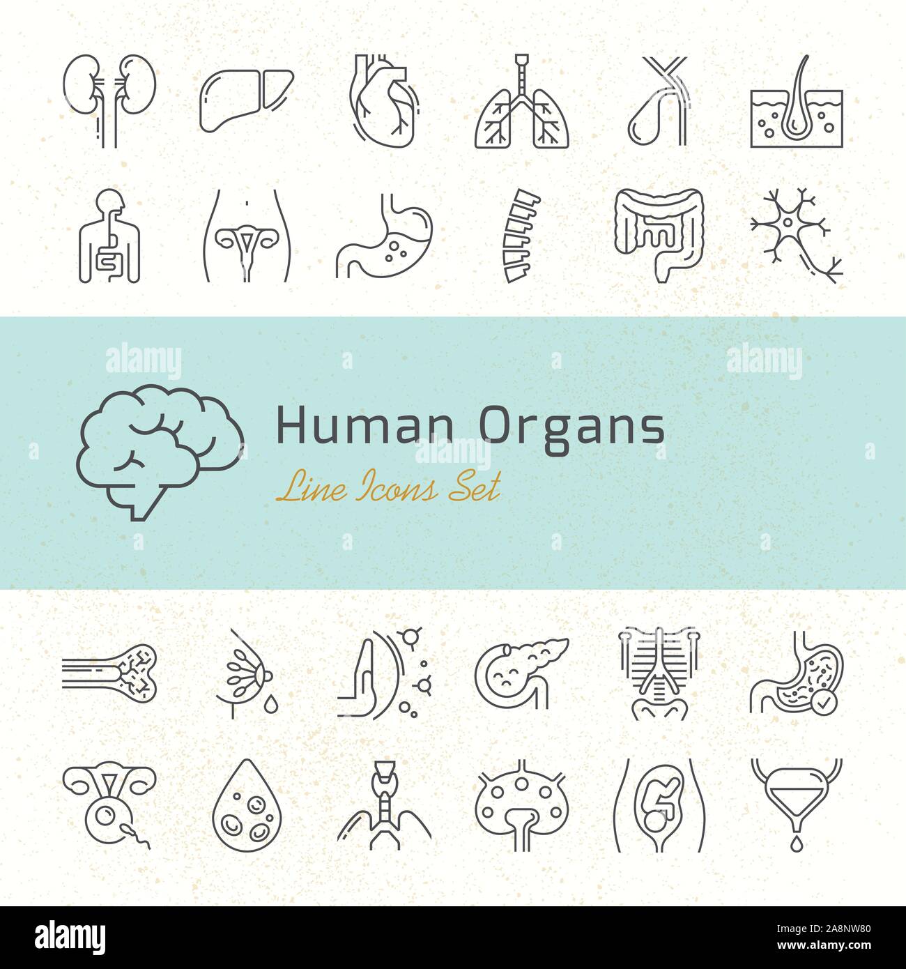 Large set of linear vector icons of human organs with signatures Stock ...