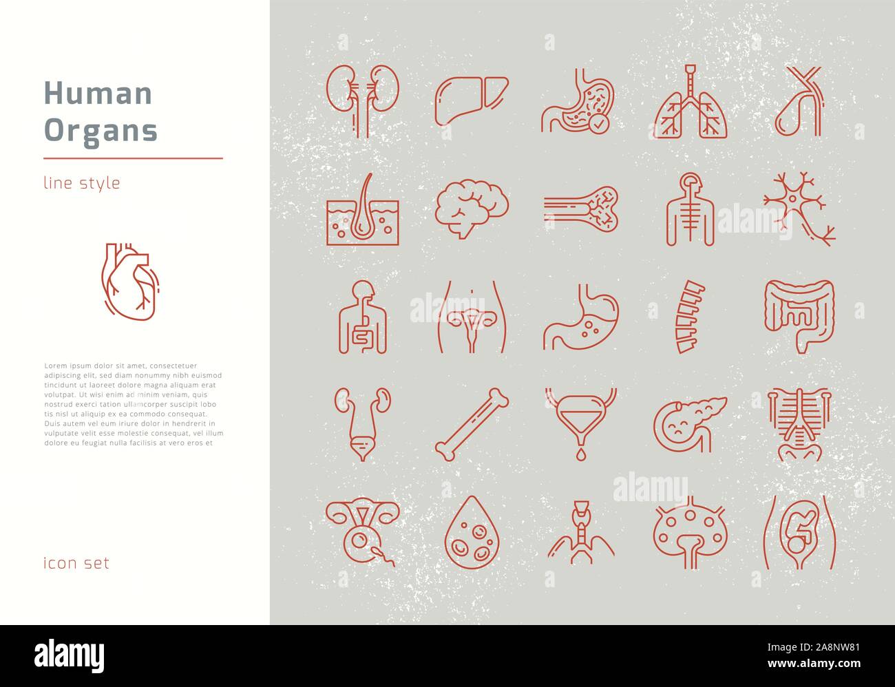 Large set of linear vector icons of human organs with signatures Stock ...