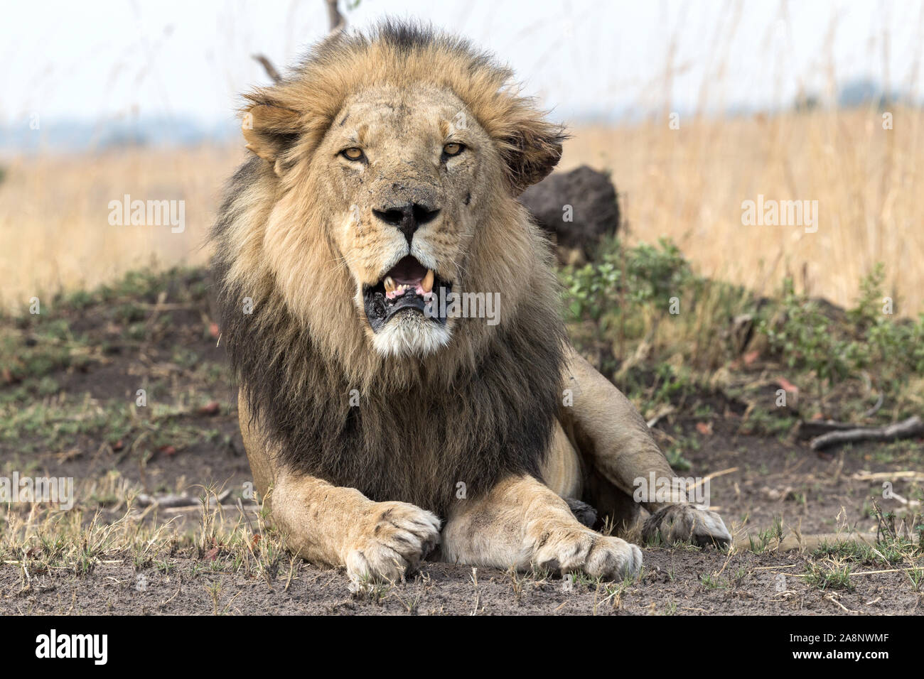 Adult male Black-mane  Lion with tracking collar, Nkasa Rupara (Mamili) National Park, Caprivi Strip, Namibia, Africa Stock Photo