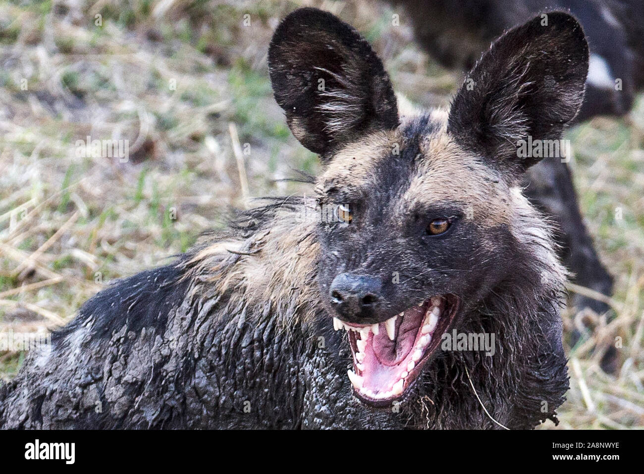 Snarling, mud covered Africa Wild aka Painted Dogs, by waterhole, Nanzhila Plains, Kafue National Park, Zambia, Africa Stock Photo