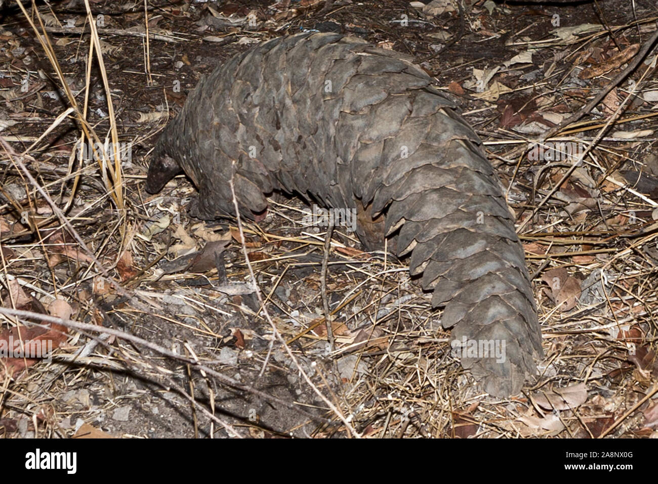 Pangolin, rescued from poacher, revived with sugar water before it strolled off, but subsequently died, Nanzhila Plains, Kafue National Park, Zambia Stock Photo