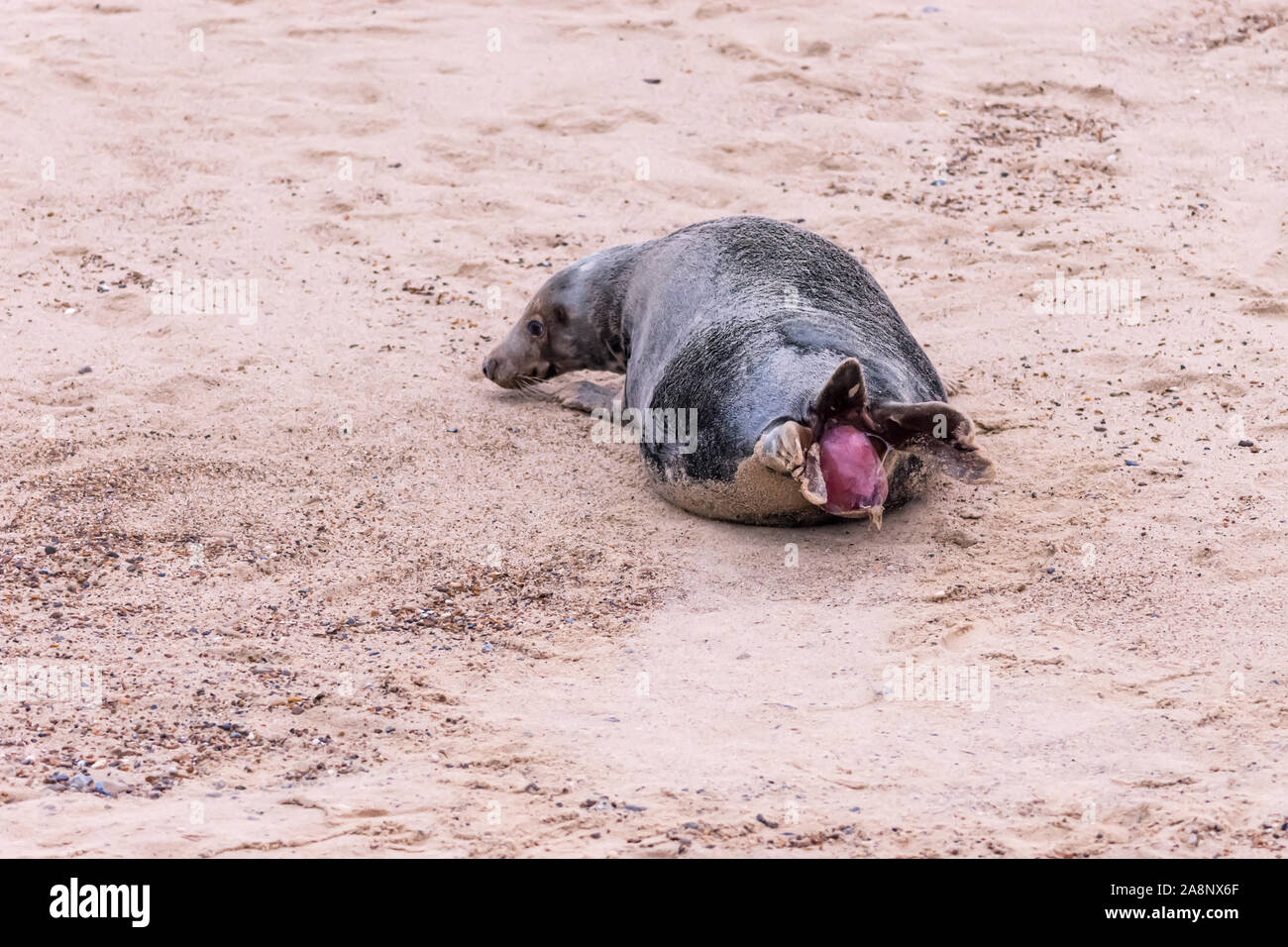 Sequence of 28 photos showing a grey seal giving birth to a pup at Horsey Beach, Norfolk: photo 2 of 28 Stock Photo