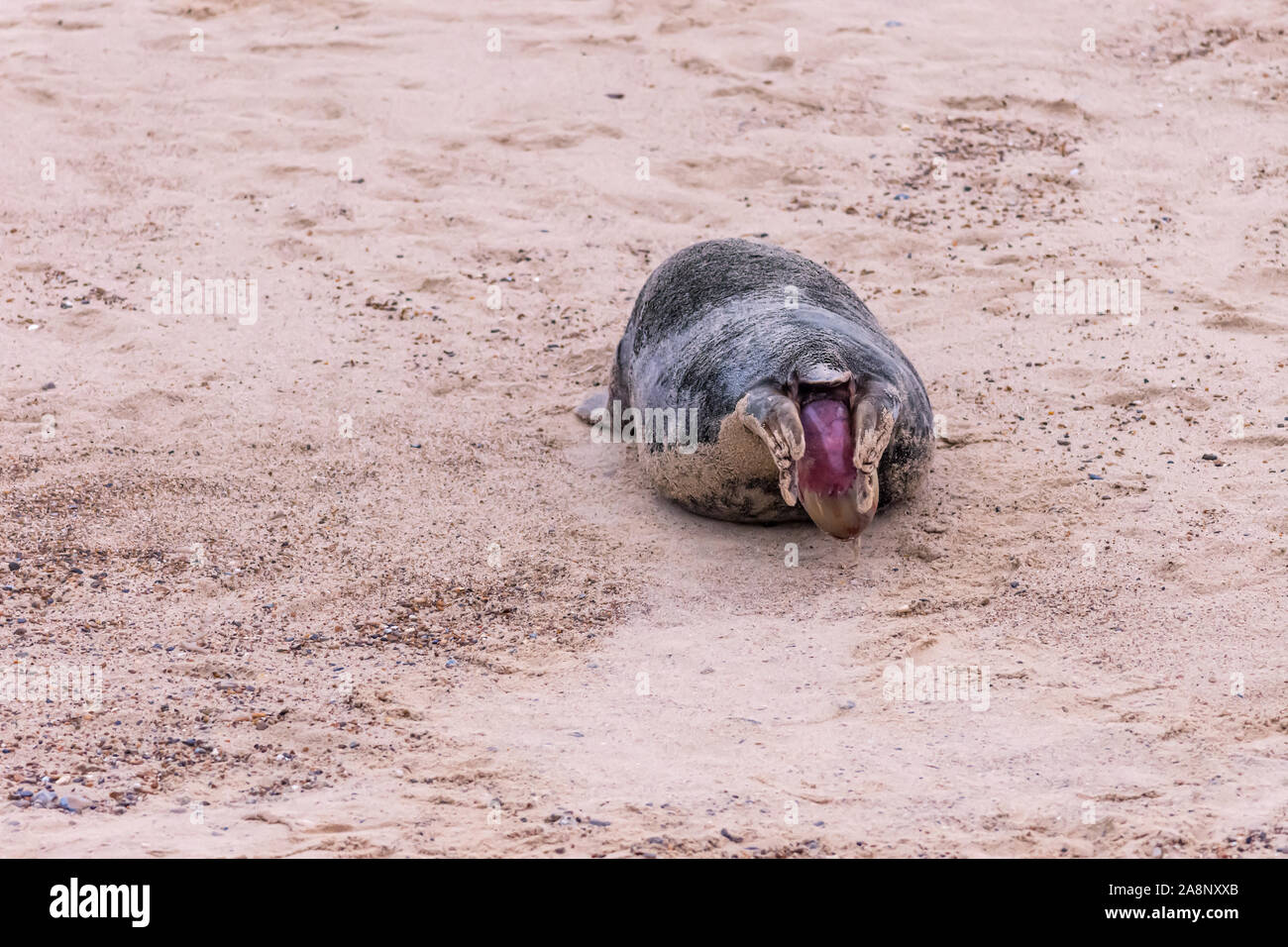 Sequence of 28 photos showing a grey seal giving birth to a pup at Horsey Beach, Norfolk: photo 3 of 28 Stock Photo