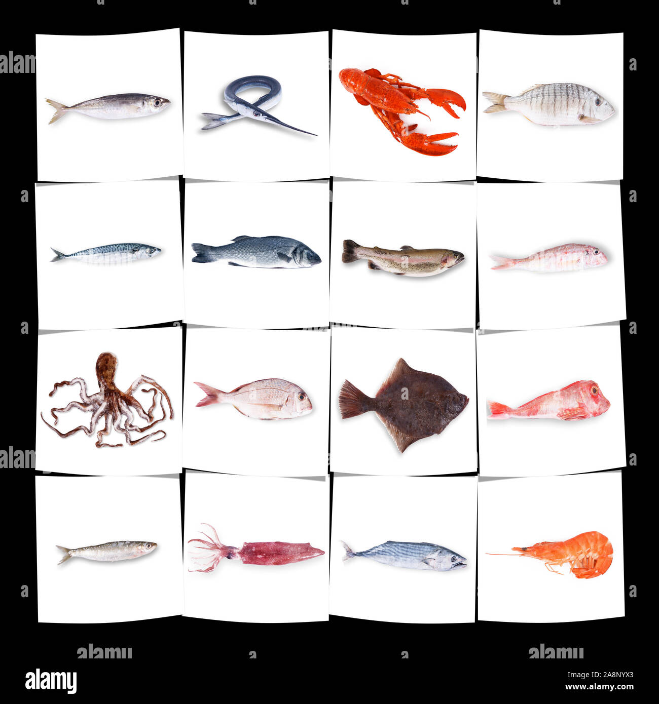 fresh fish collage on white background Stock Photo - Alamy