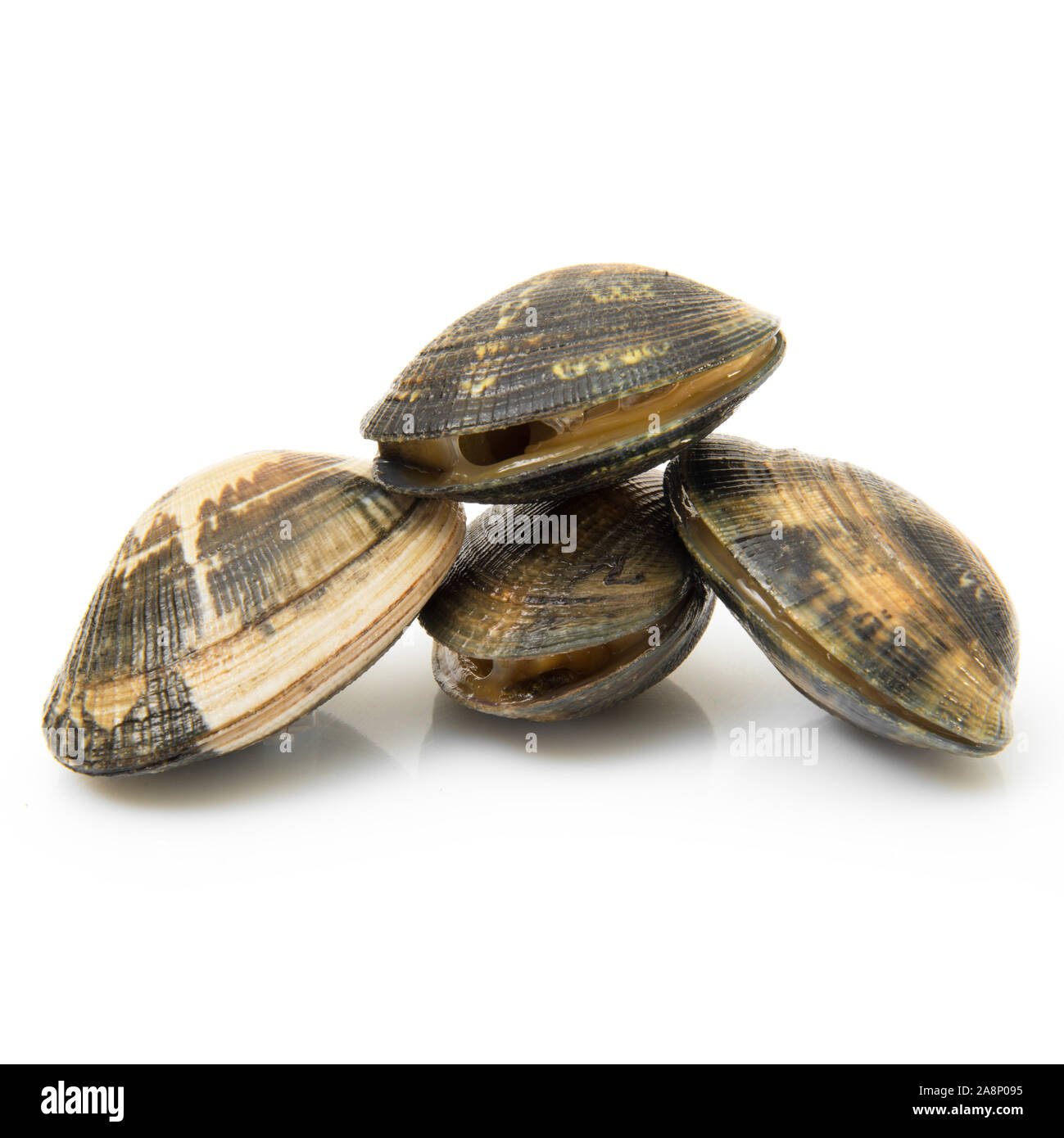 isolated fresh clams on white background Stock Photo - Alamy