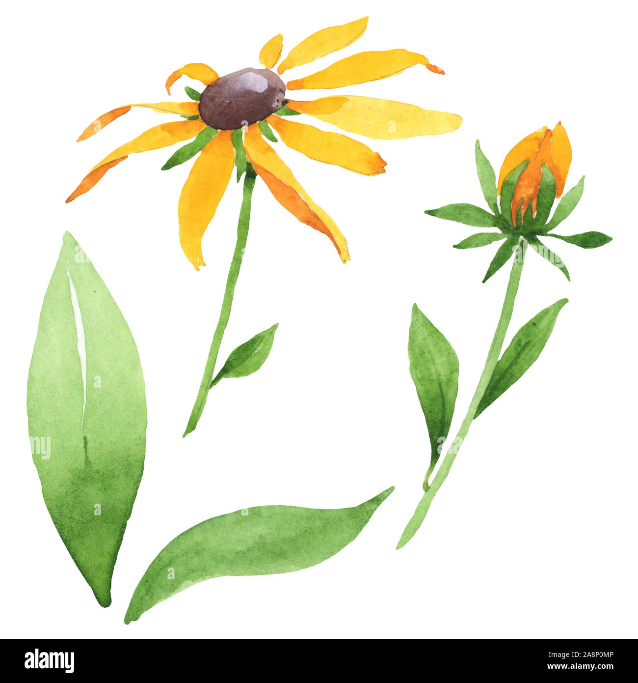 Rudbeckia hirta floral botanical flowers. Watercolor background set