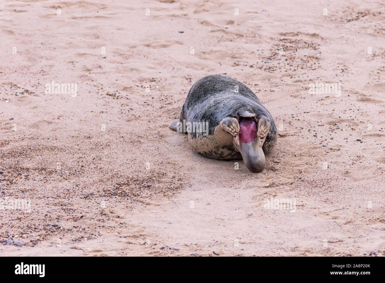 Sequence of 28 photos showing a grey seal giving birth to a pup at Horsey Beach, Norfolk: photo 7 of 28 Stock Photo