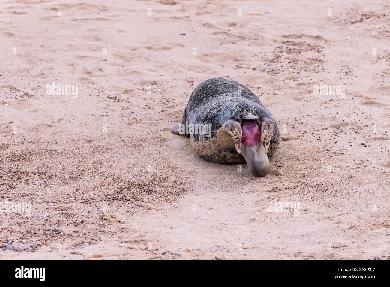 Sequence of 28 photos showing a grey seal giving birth to a pup at Horsey Beach, Norfolk: photo 8 of 28 Stock Photo