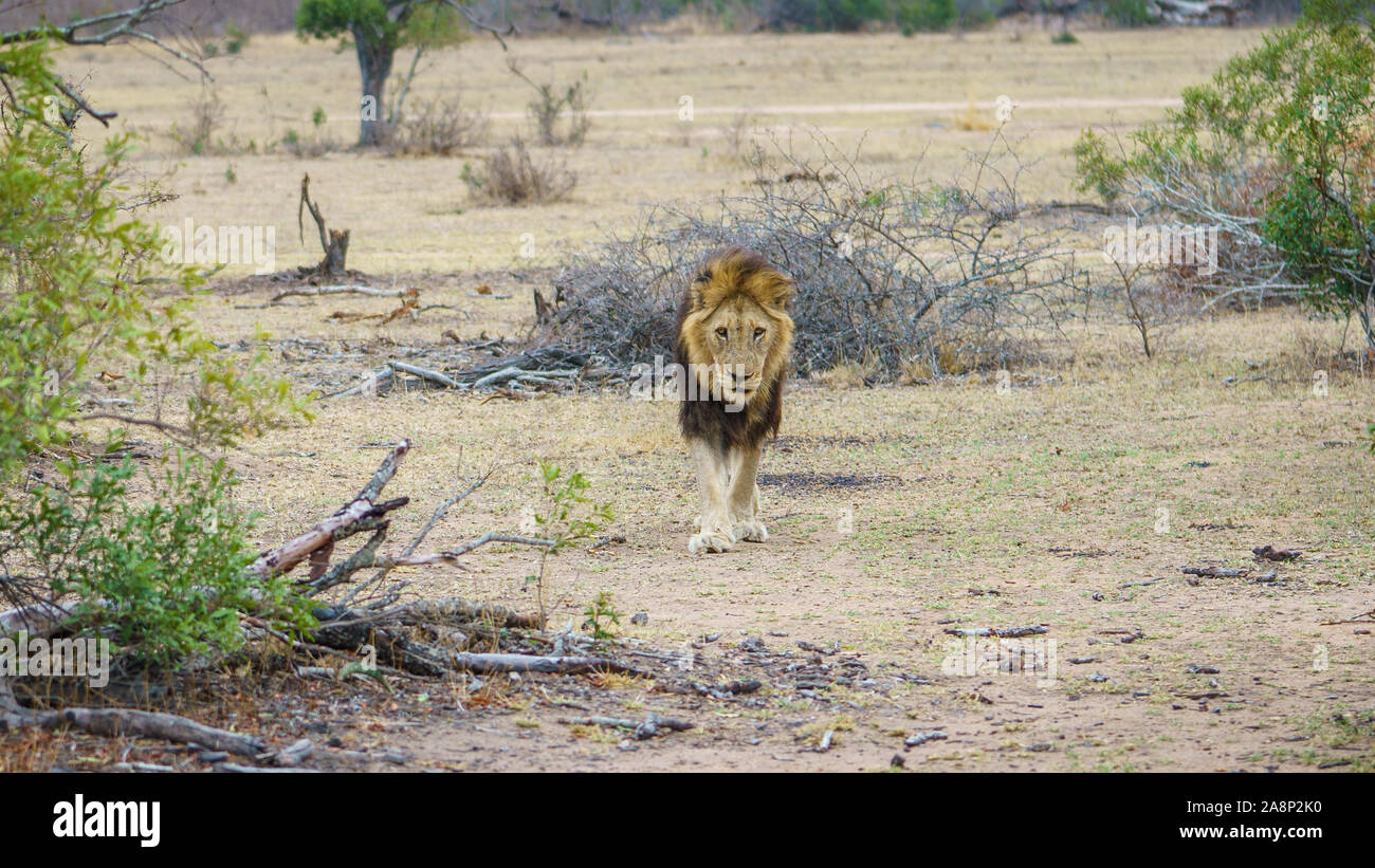 Lion south africa scenery hi-res stock photography and images - Alamy