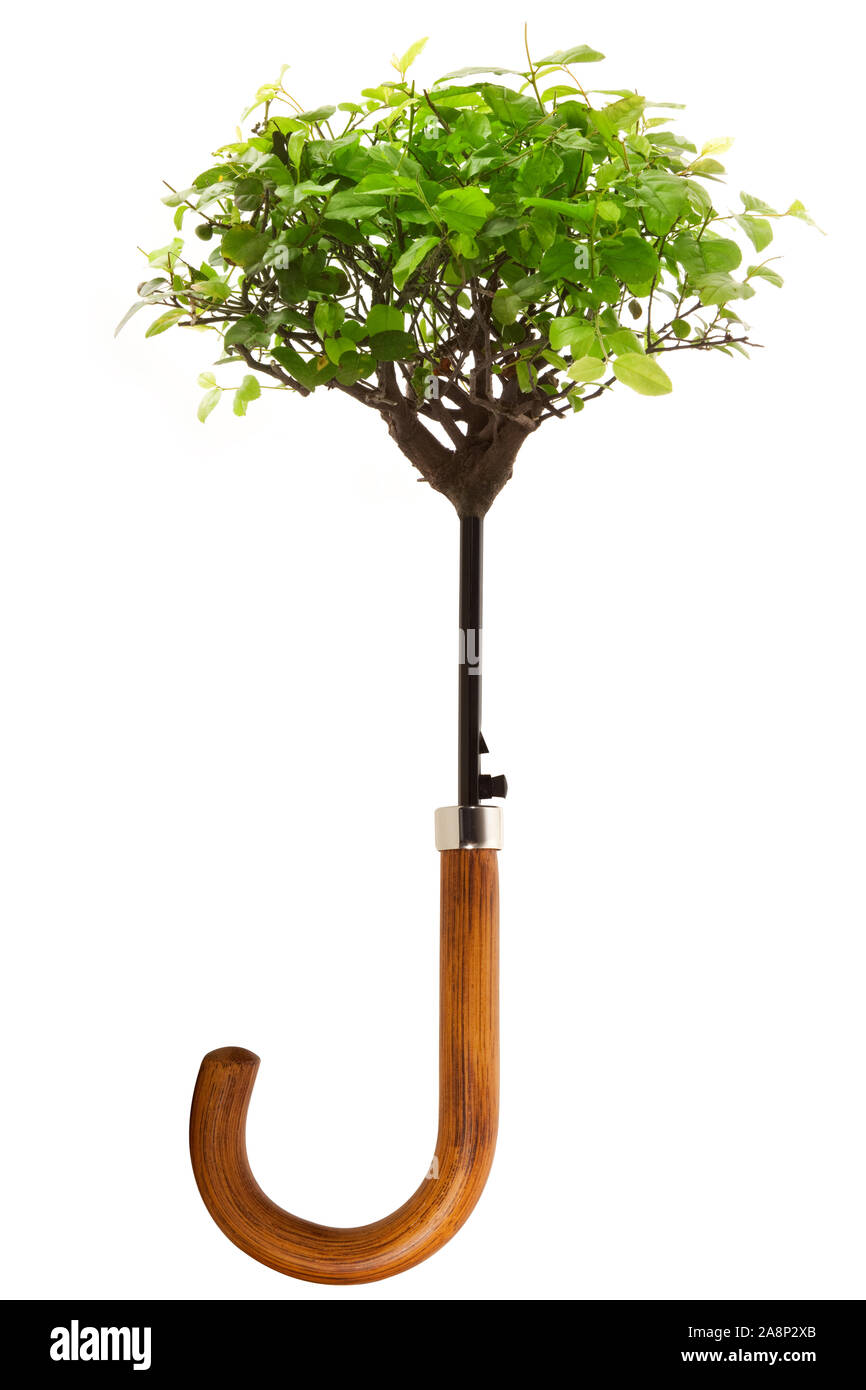 Umbrella tree bonsai hires stock photography and images Alamy