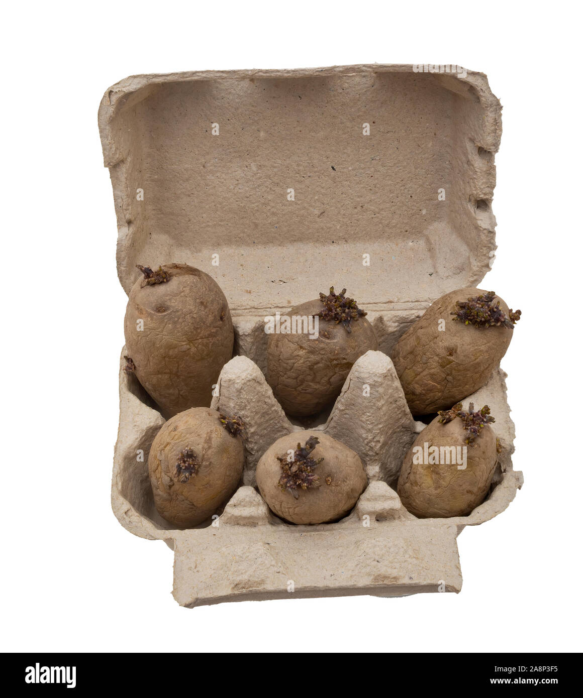 Chitting potatoes in egg tray isolated on white background. Stock Photo