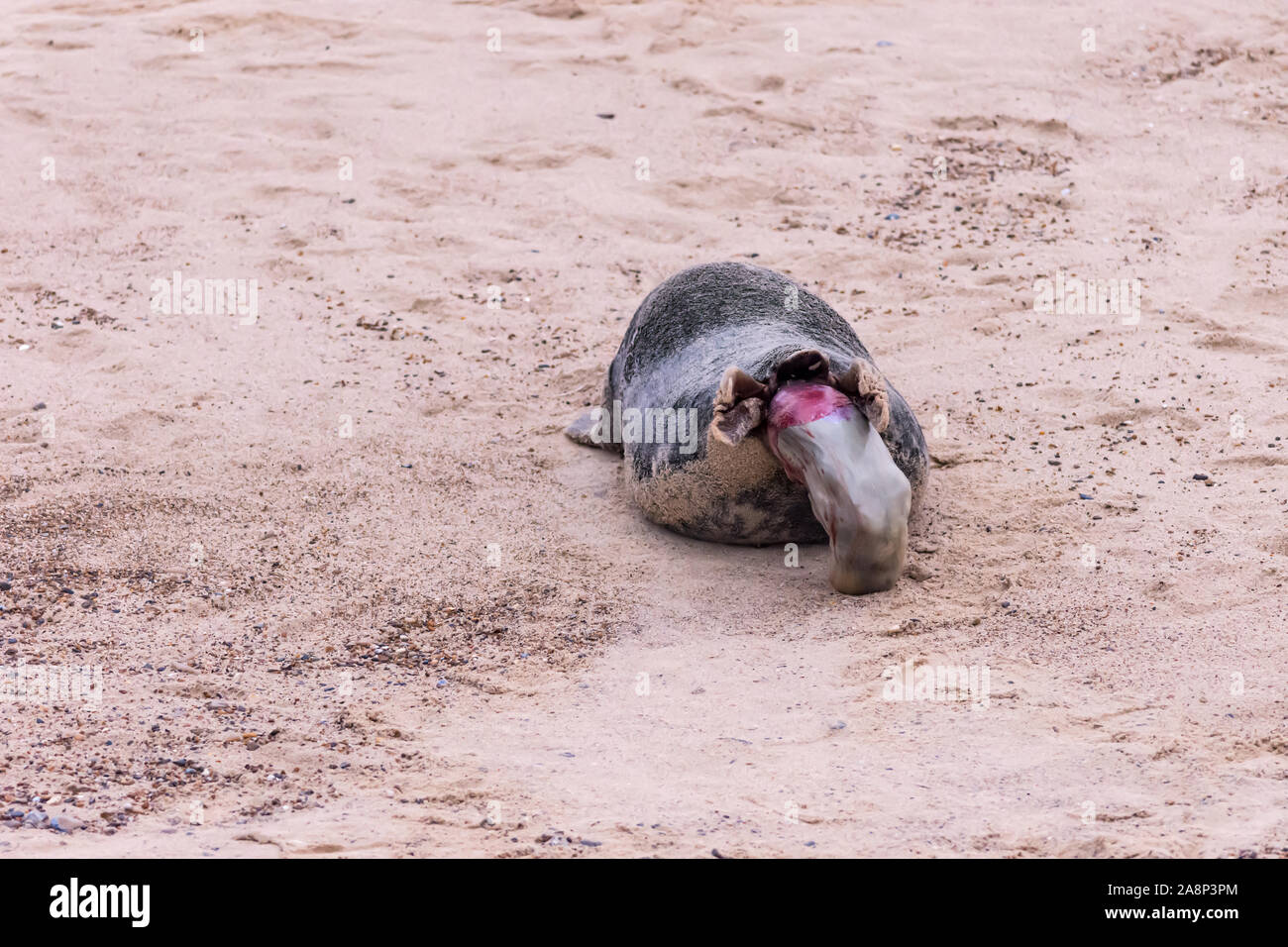 Sequence of 28 photos showing a grey seal giving birth to a pup at Horsey Beach, Norfolk: photo 10 of 28 Stock Photo