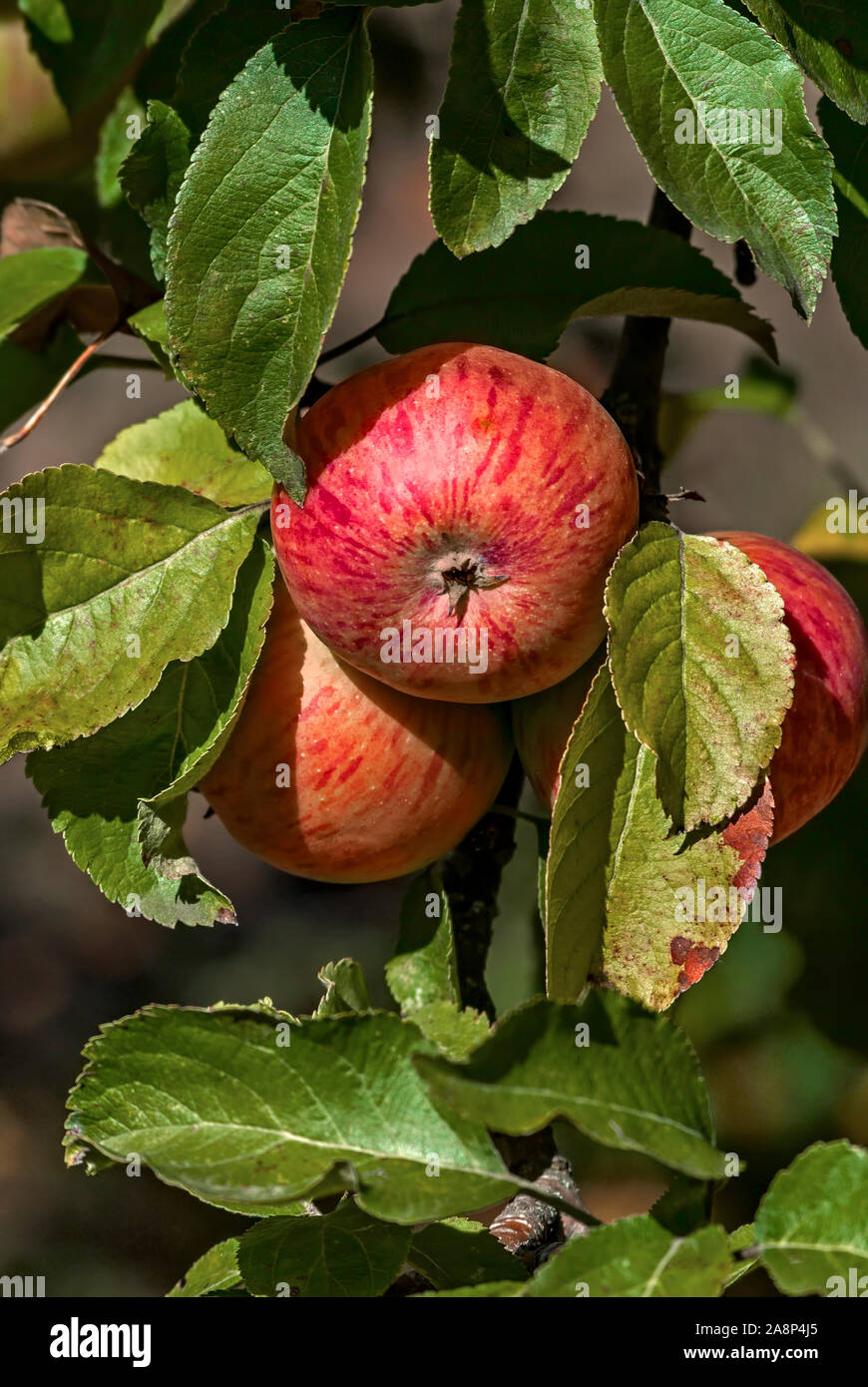 Apple on a branch Stock Photo - Alamy