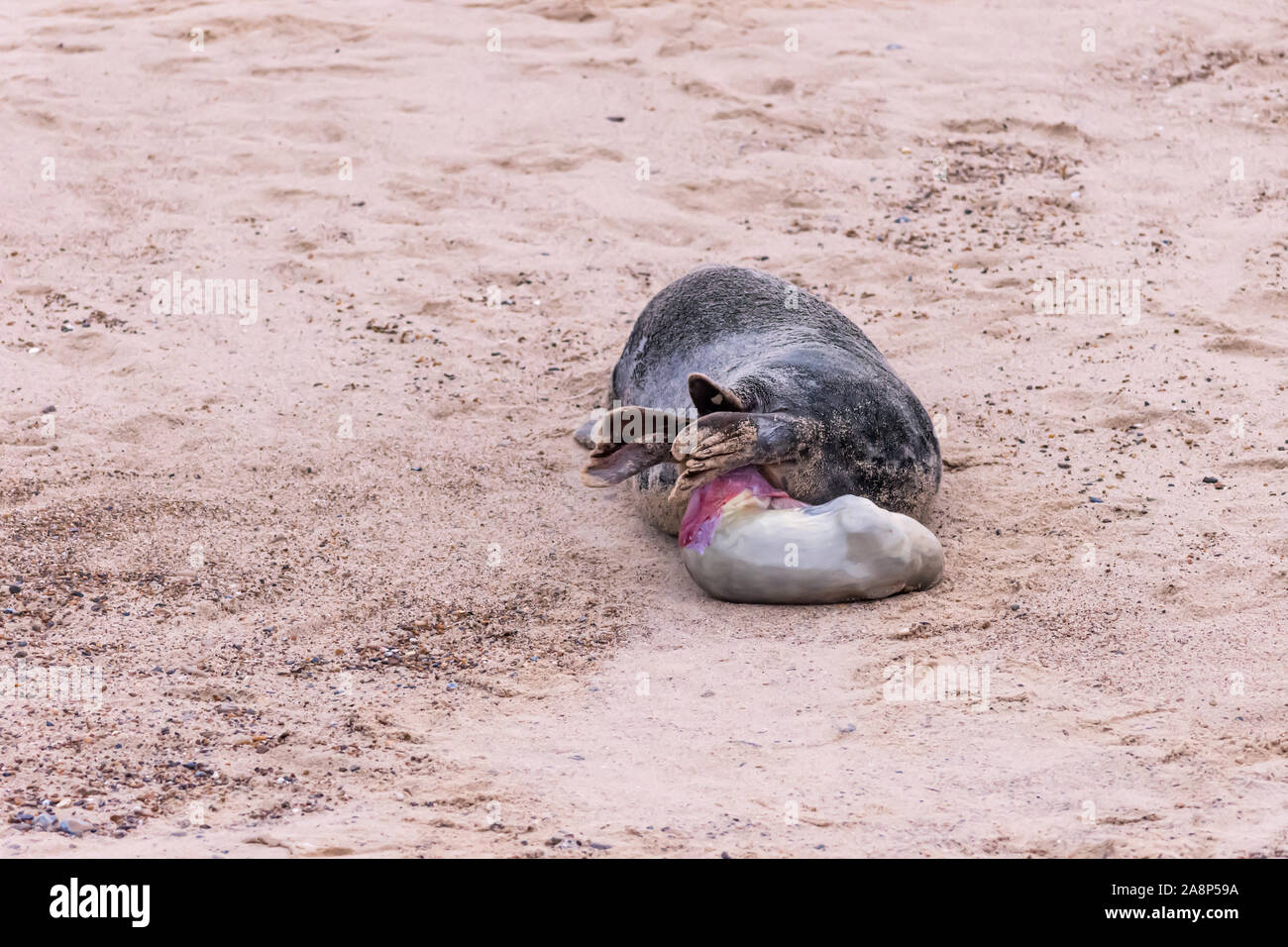 Sequence of 28 photos showing a grey seal giving birth to a pup at Horsey Beach, Norfolk: photo 15 of 28 Stock Photo