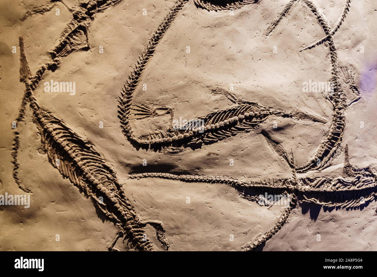Fosil of several well preserved mesosaurus Stock Photo Alamy