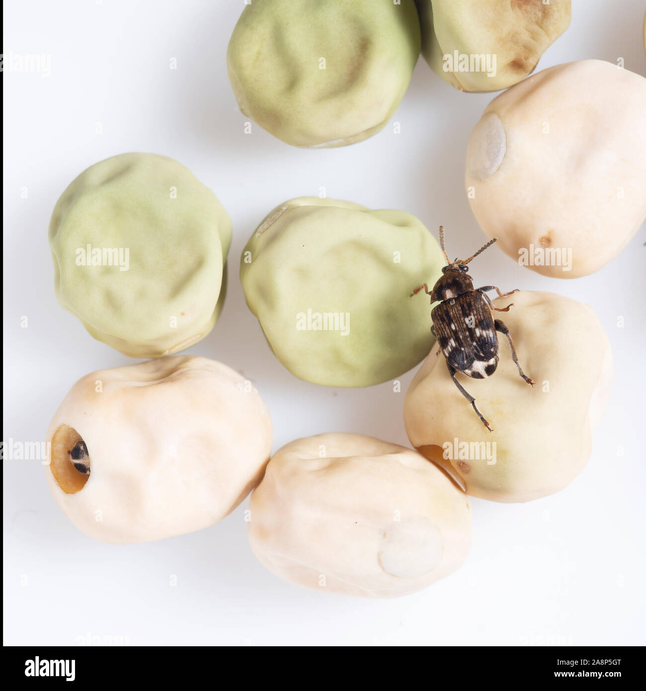 Bean seed beetle hires stock photography and images Alamy