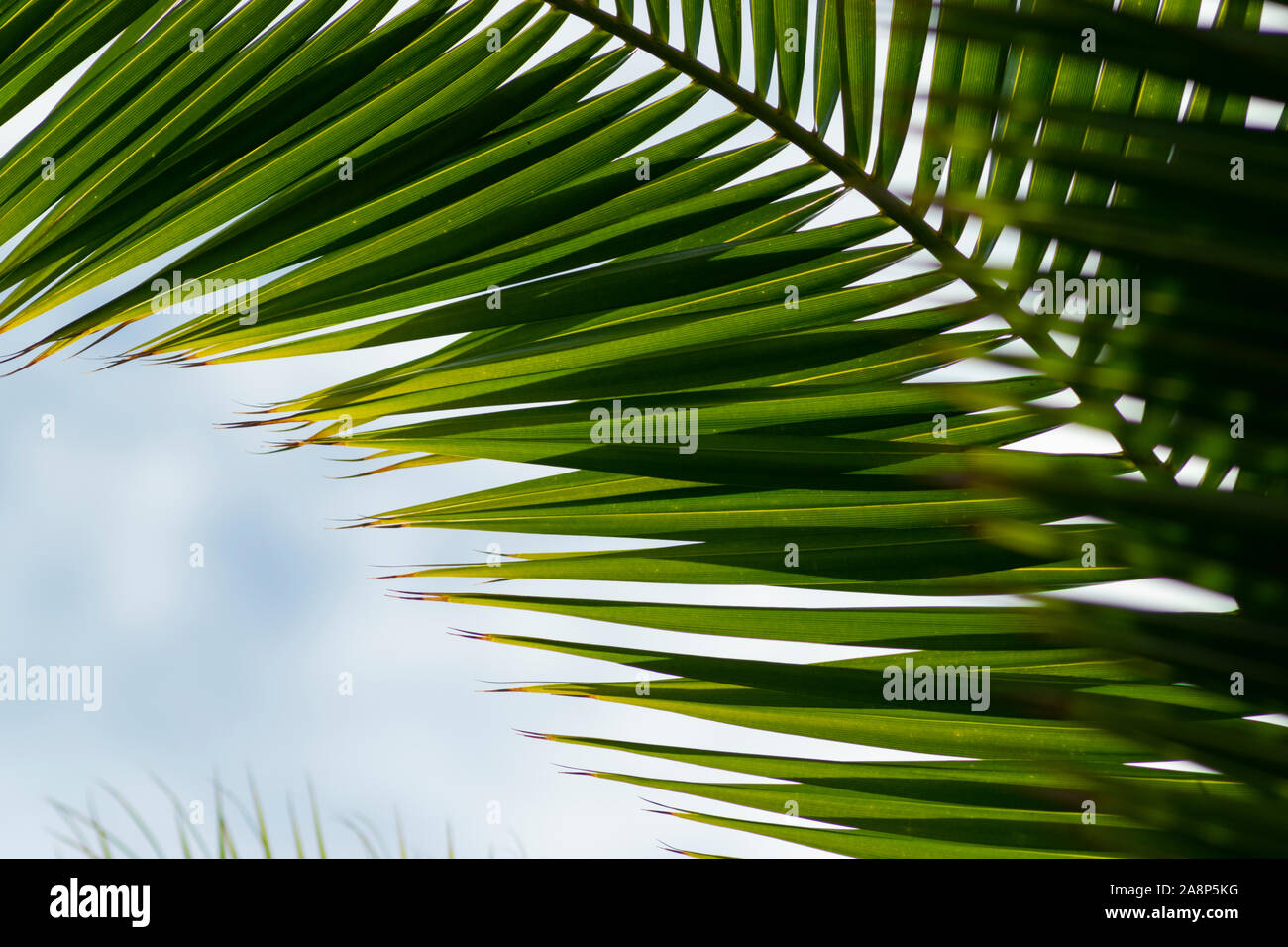 Detail of palm leaves on a tree in Peniche Estremadura Portugal Stock Photo