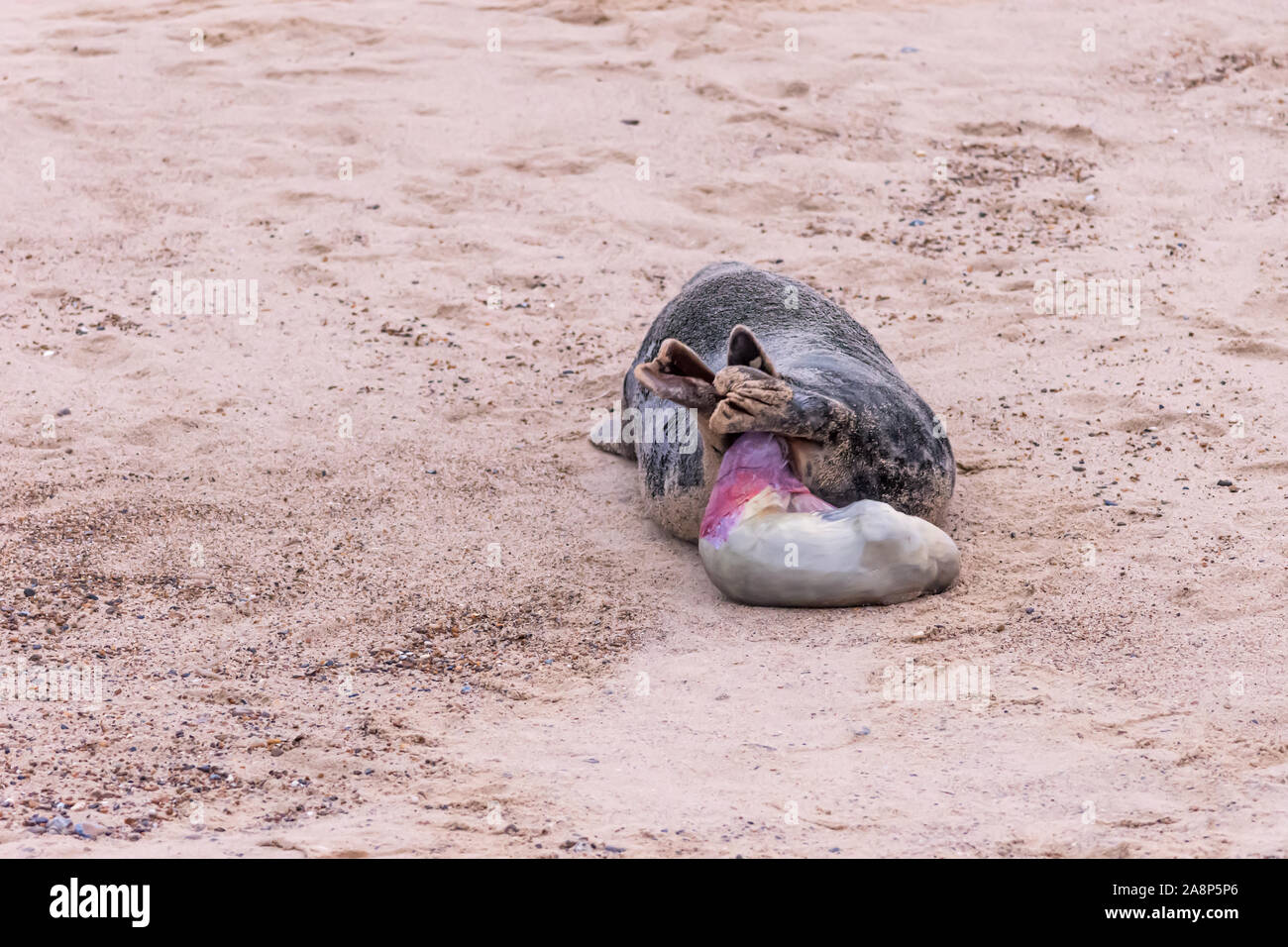 Sequence of 28 photos showing a grey seal giving birth to a pup at Horsey Beach, Norfolk: photo 17 of 28 Stock Photo
