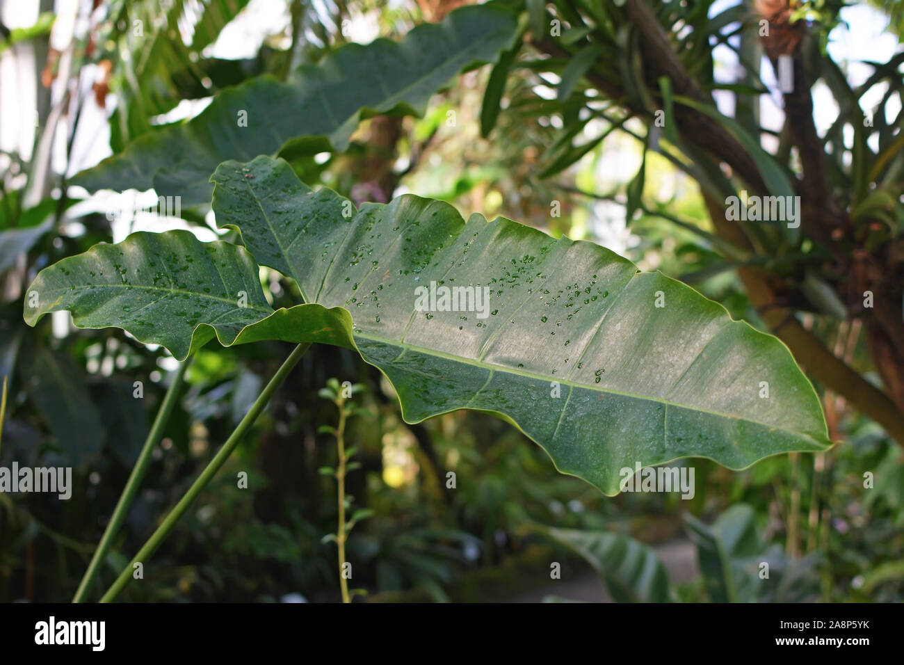 Large long wavy narrow spear shaped leaf of exotic 'Thaumatophyllum Stenolobum' plant, formally known as 'Philodendron Stenolobum' Stock Photo