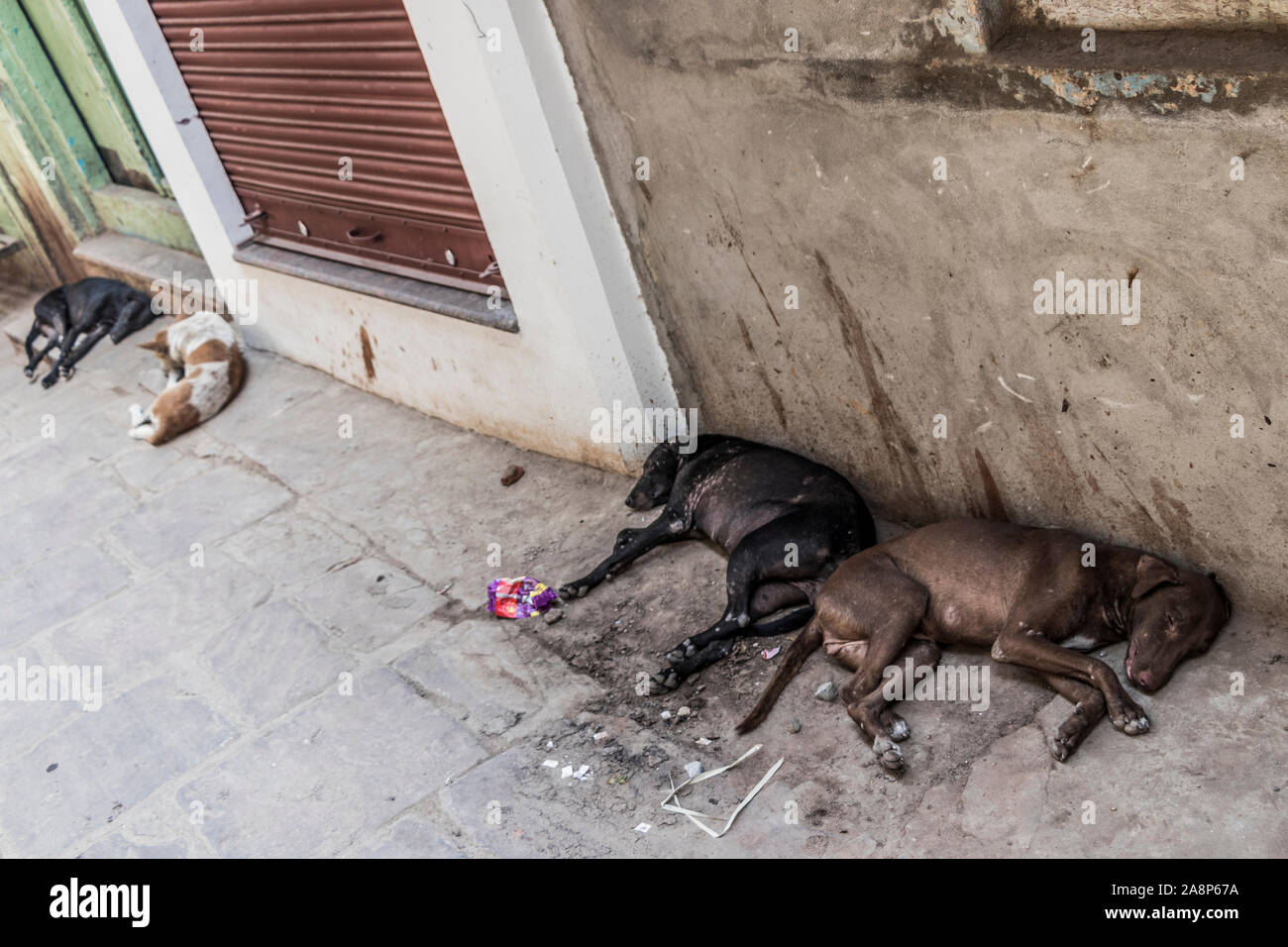 Varanasi, India, sleeping dogs between dirty walls in dirty, horrible