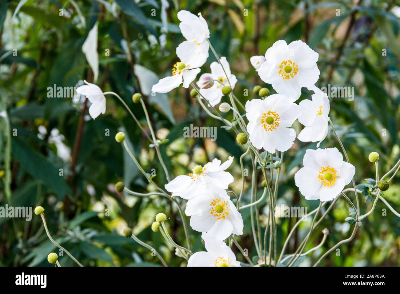 Anemone seed uk hires stock photography and images Alamy