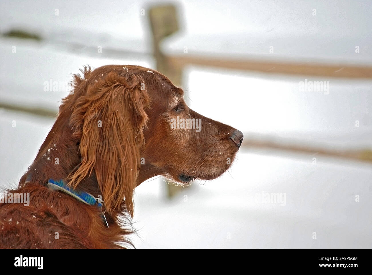 side profile of Irish setter dog in snow with wooden fence background Stock Photo