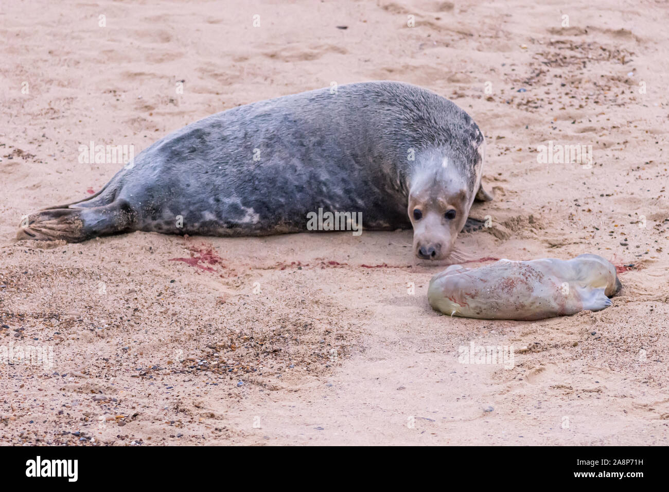 Sequence of 28 photos showing a grey seal giving birth to a pup at Horsey Beach, Norfolk: photo 22 of 28 Stock Photo