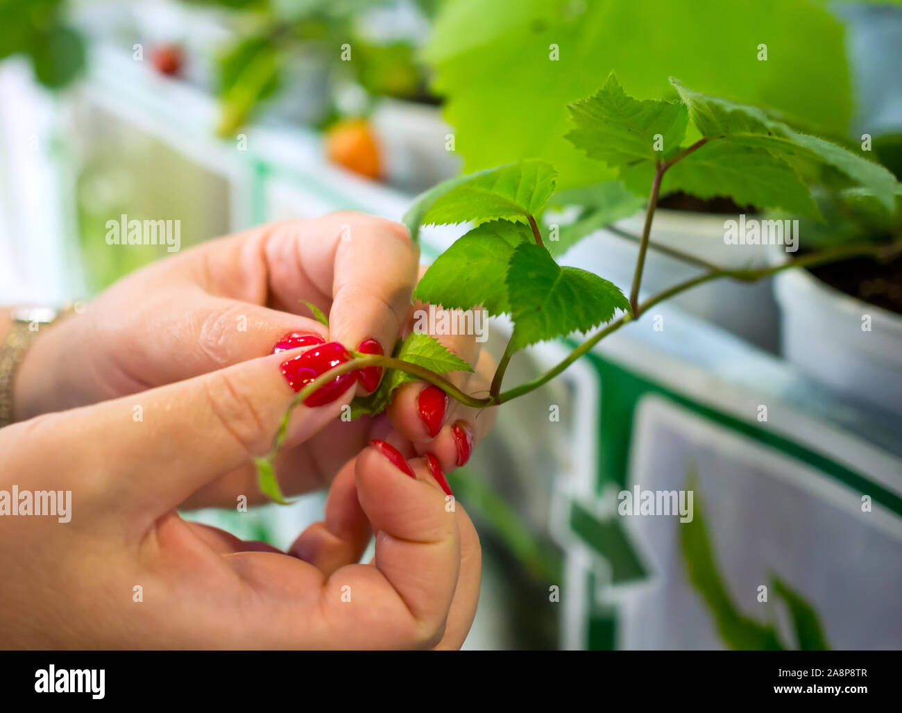 Pinching a young shoot of a plant with his hand Stock Photo Alamy