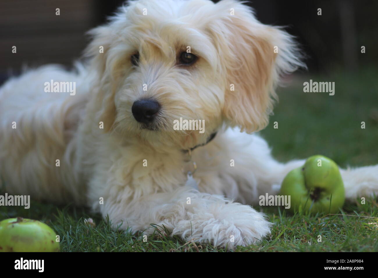 Cockerpoo down hi-res stock photography and images - Alamy