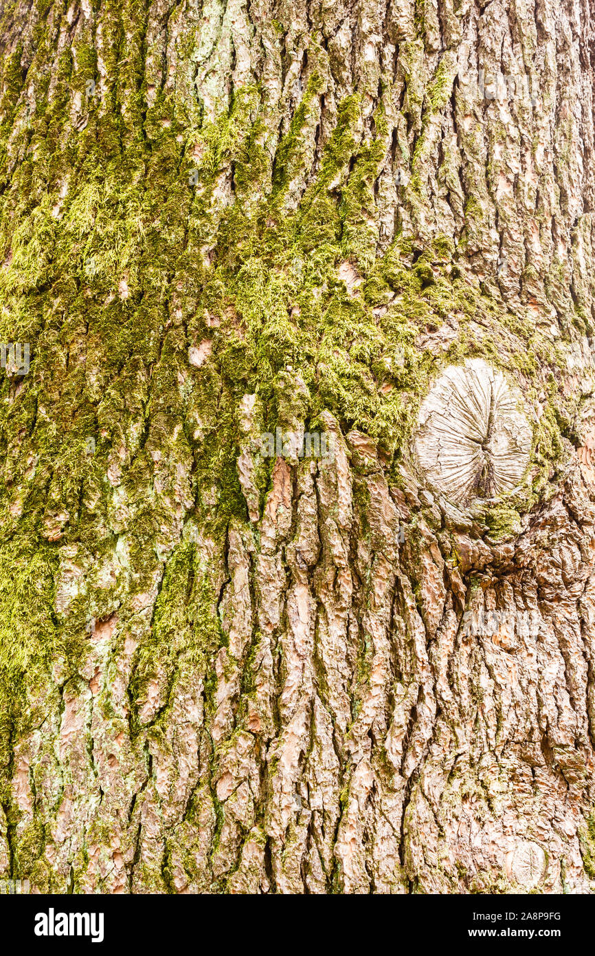 green lichens on the trunk of himalayan cedar Stock Photo