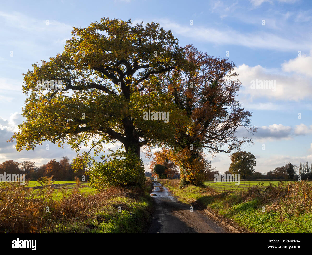Tall tree lined country road hi-res stock photography and images - Alamy