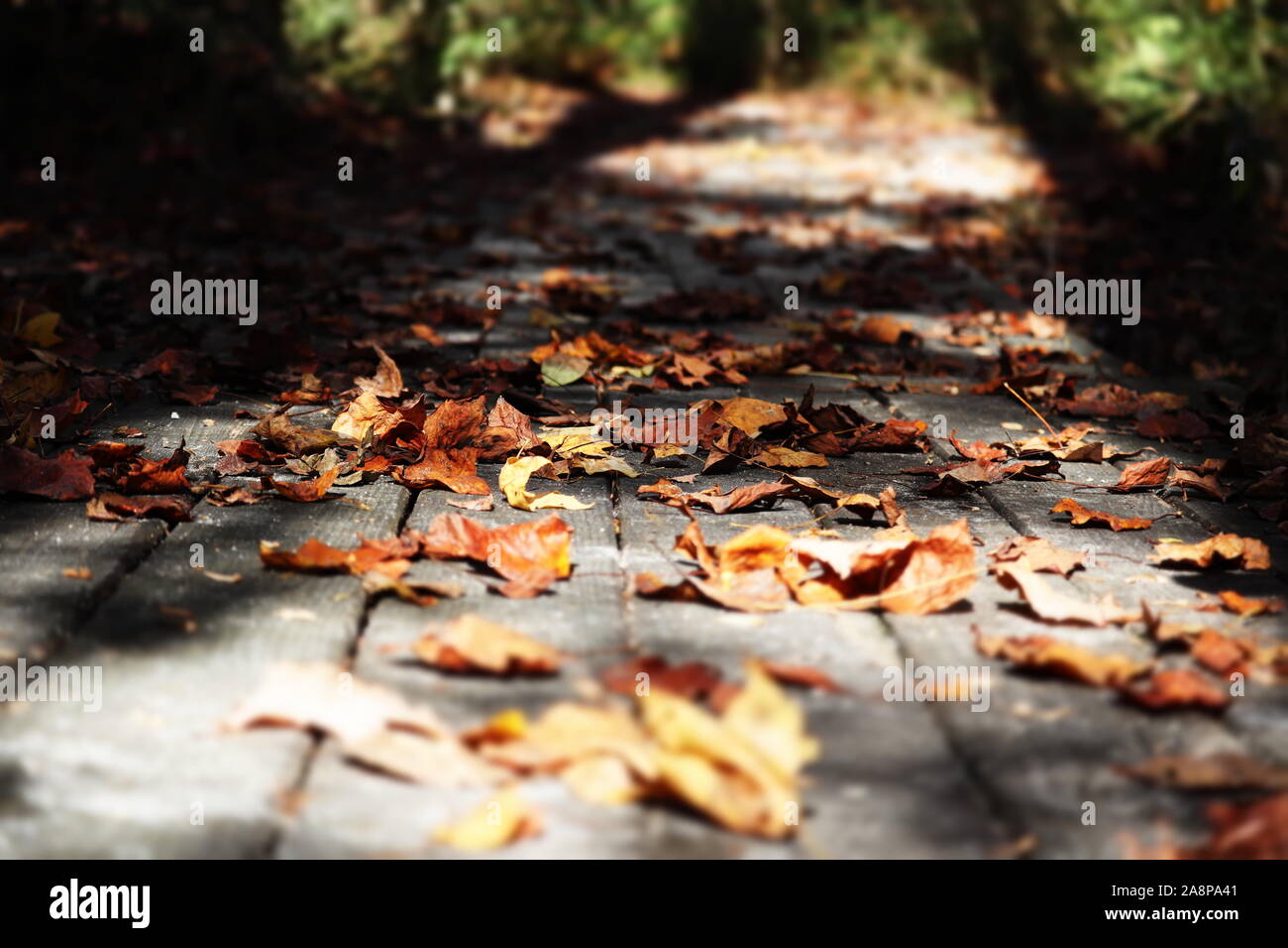 wooden bridge covered in autumn leaves Stock Photo - Alamy