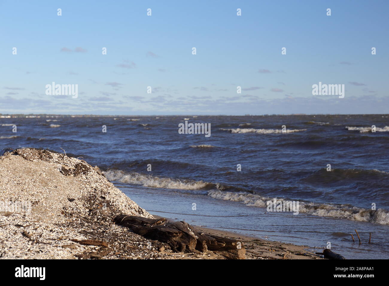 A large mound on a beach in the Great Lakes covered with invasive zebra mussel shells Stock Photo