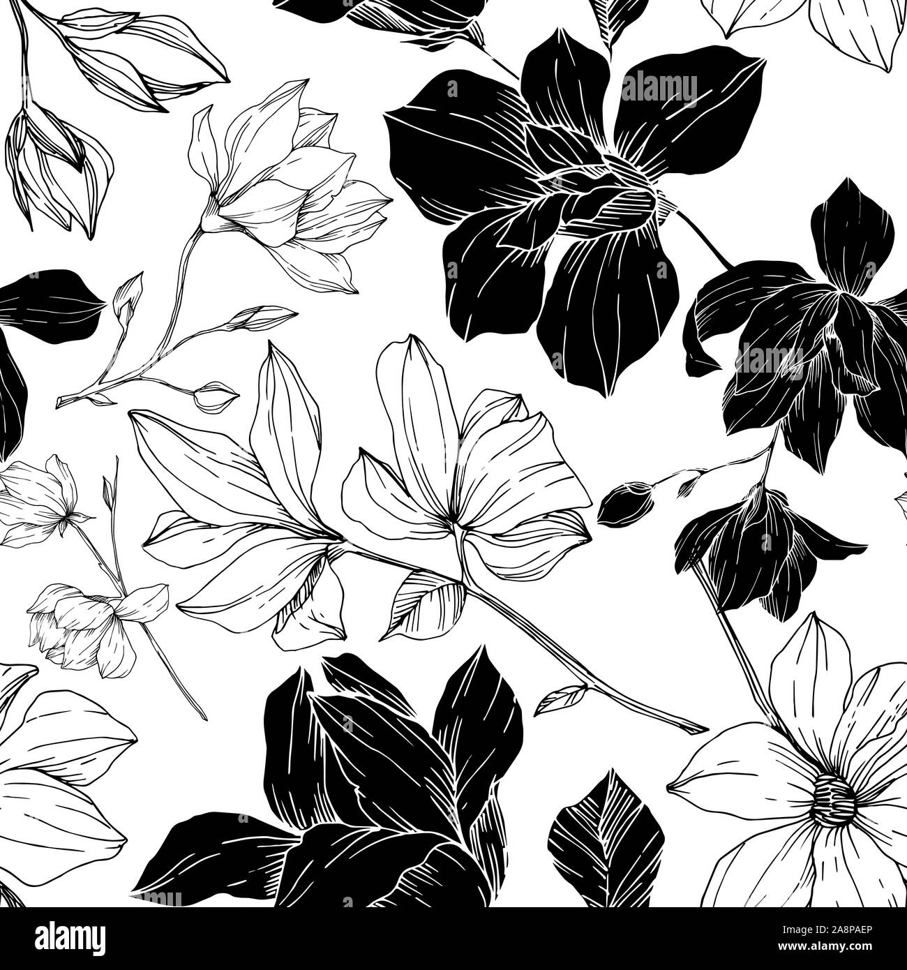 Vector Magnolia floral botanical flowers. Black and white engraved ink ...