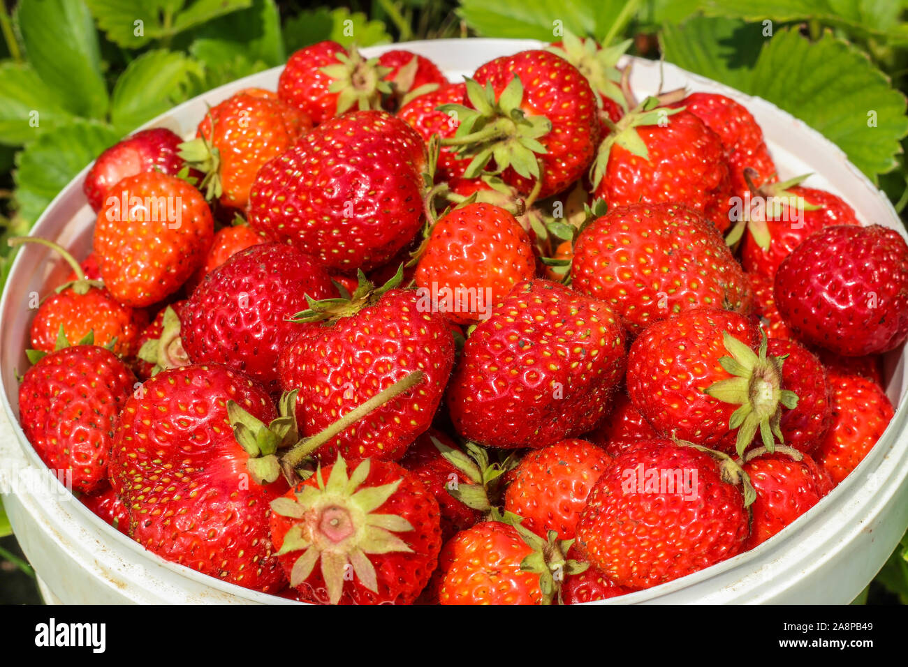 Ripe strawberries in a plastic bucket Stock Photo - Alamy
