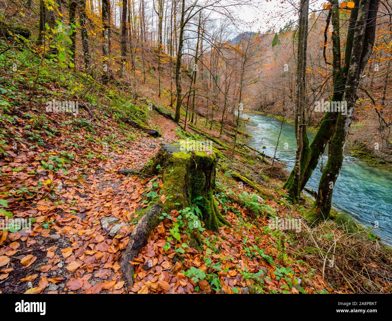 Tree stump Autumn Fall season in Kamacnik near Vrbovsko in Croatia Stock Photo