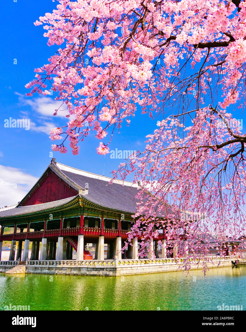 South Korea Cherry Blossom 2025 Lola Lillian