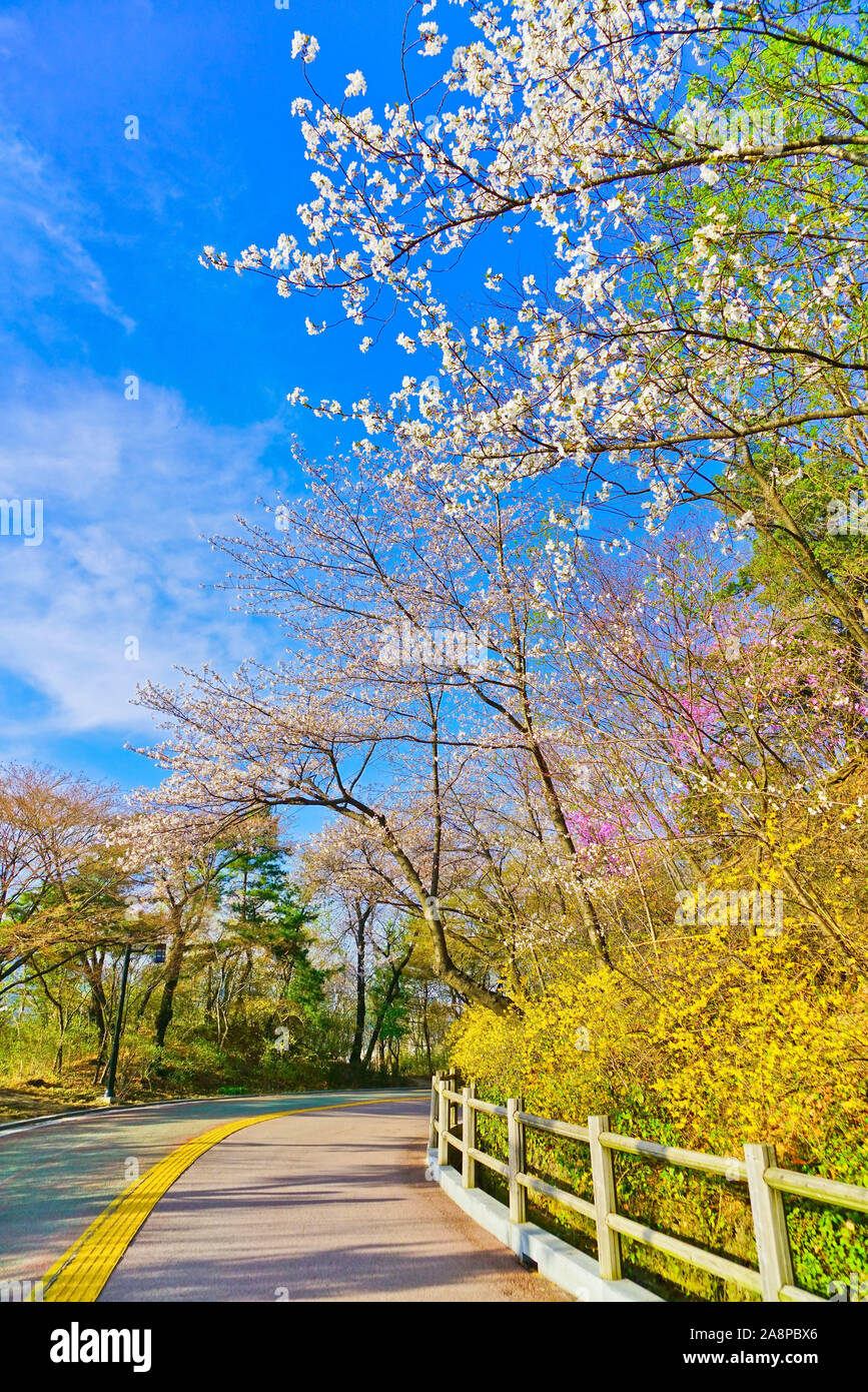 View of the beautiful flowers and cherry blossoms at the Namsan Park in