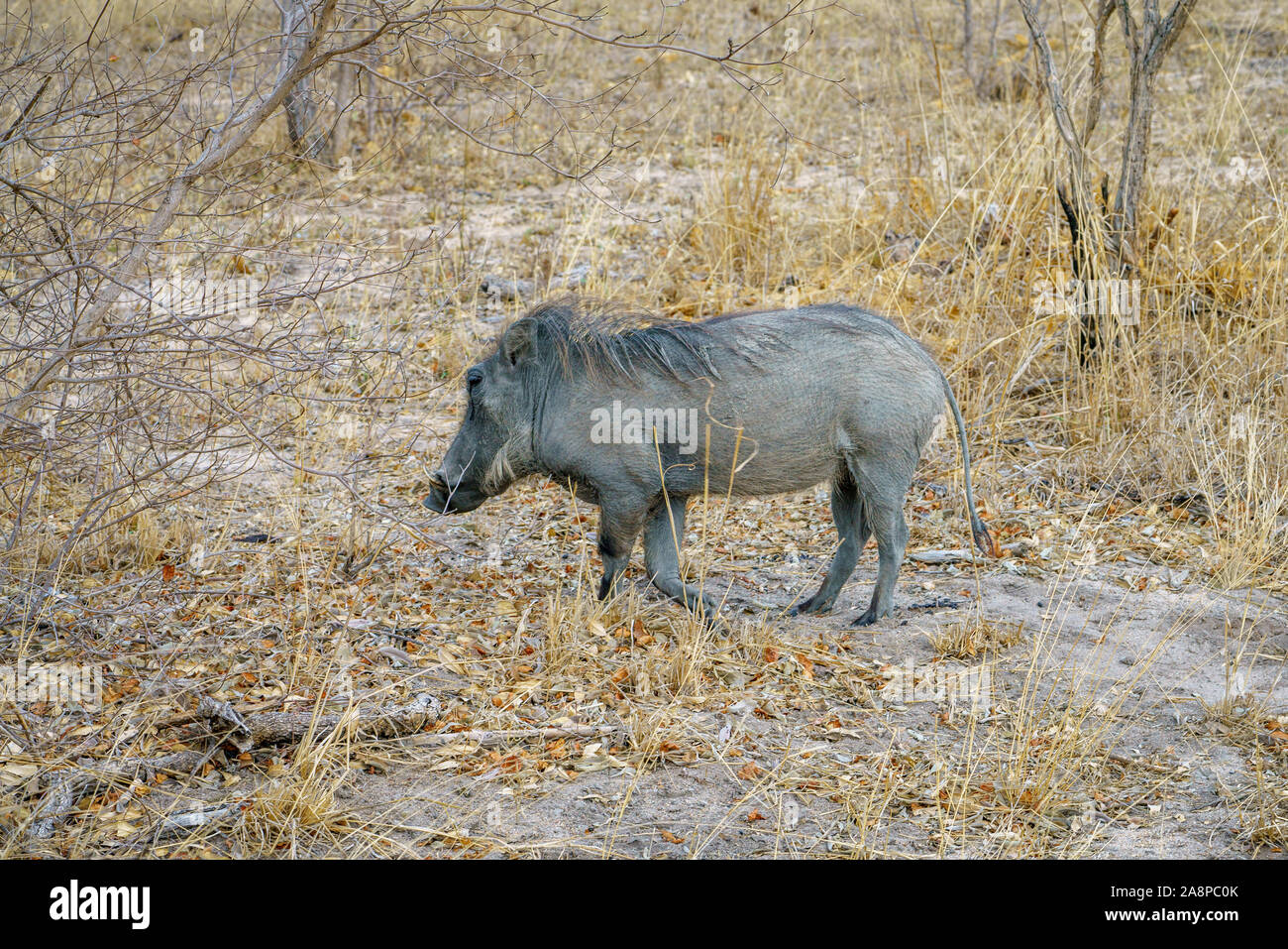 wild warthogs in kruger national park in mpumalanga in south africa Stock Photo