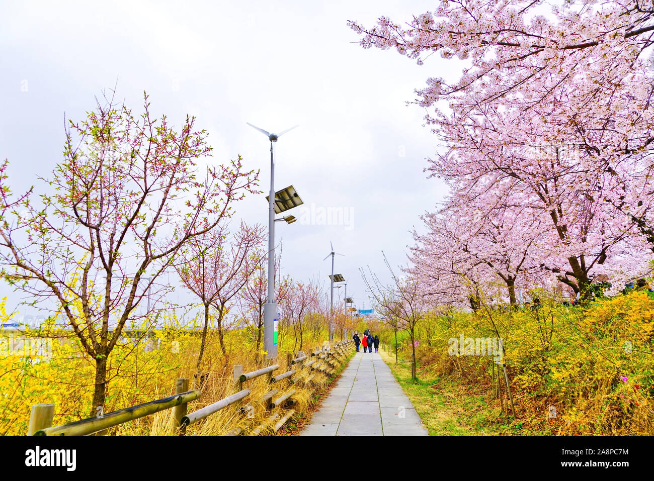 View of lots of tourists visiting the cherry blossoms at Yeouido Hangang Park in Seoul, South Korea. Stock Photo