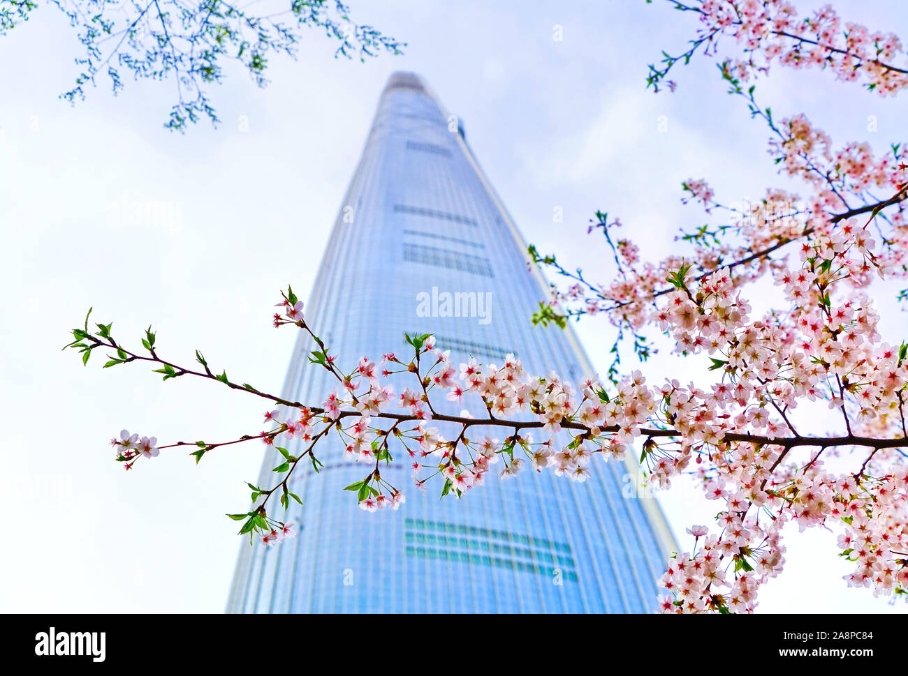 View of the cherry blossoms in spring with the skyscraper in the ...