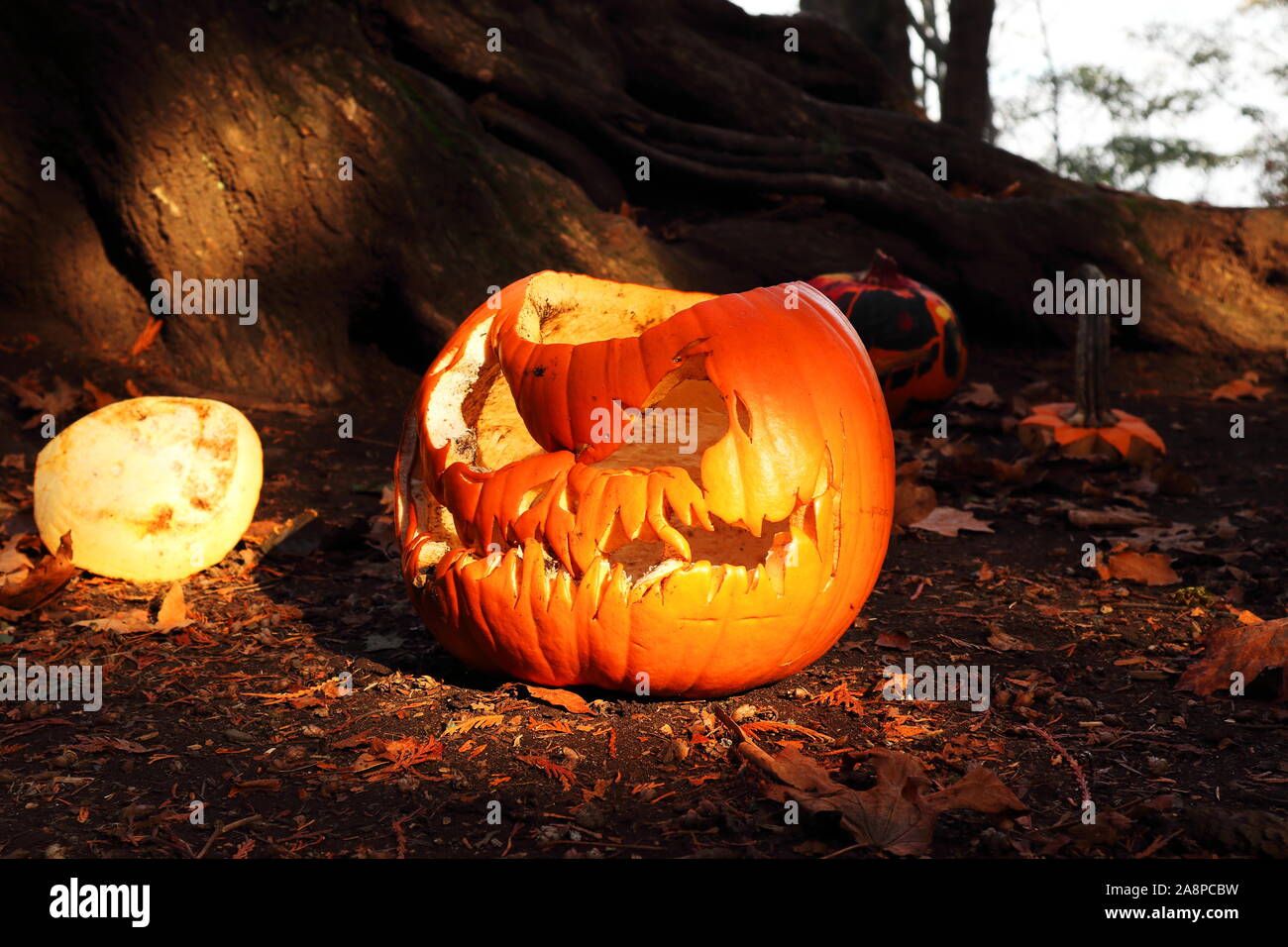 rotting jackolanterns in Mount Douglas Park, Victoria BC (well
