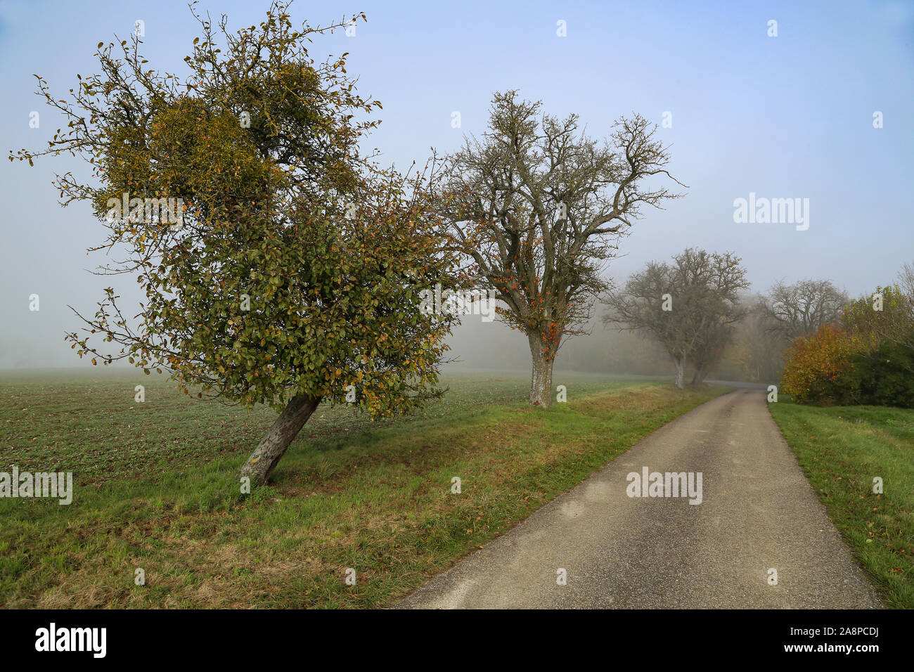Morning fog. Autumn landscape with roads and trees Stock Photo - Alamy