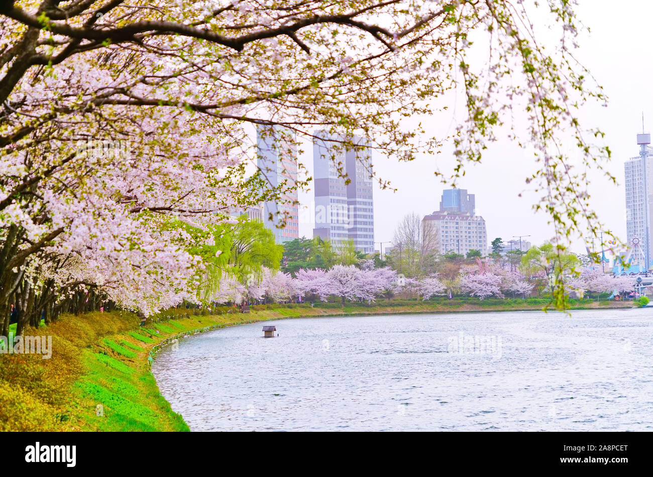 View of the cherry blossoms in spring at Songpa Naru Park in Seoul ...