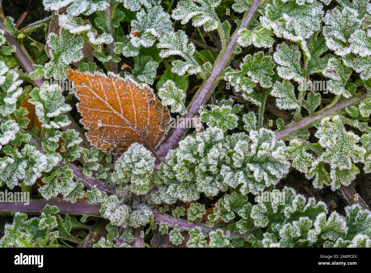 Fallen silver birch (Betula pendula) leaf on the forest floor among green leaves covered in hoar frost / hoarfrost in autumn / fall Stock Photo