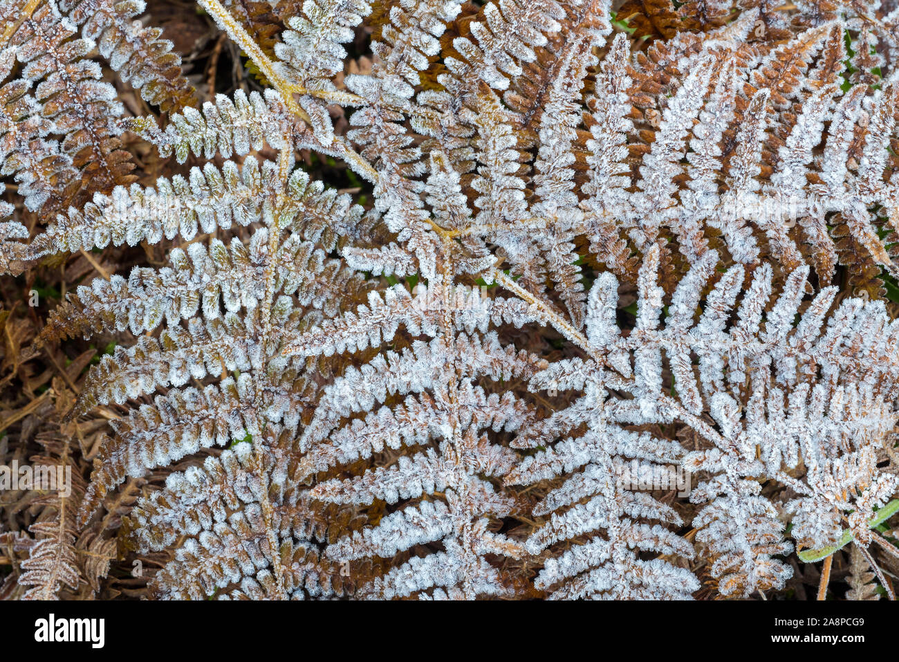 Fronds of common bracken / eagle fern (Pteridium aquilinum) covered in hoarfrost / hoar frost in autumn / fall Stock Photo