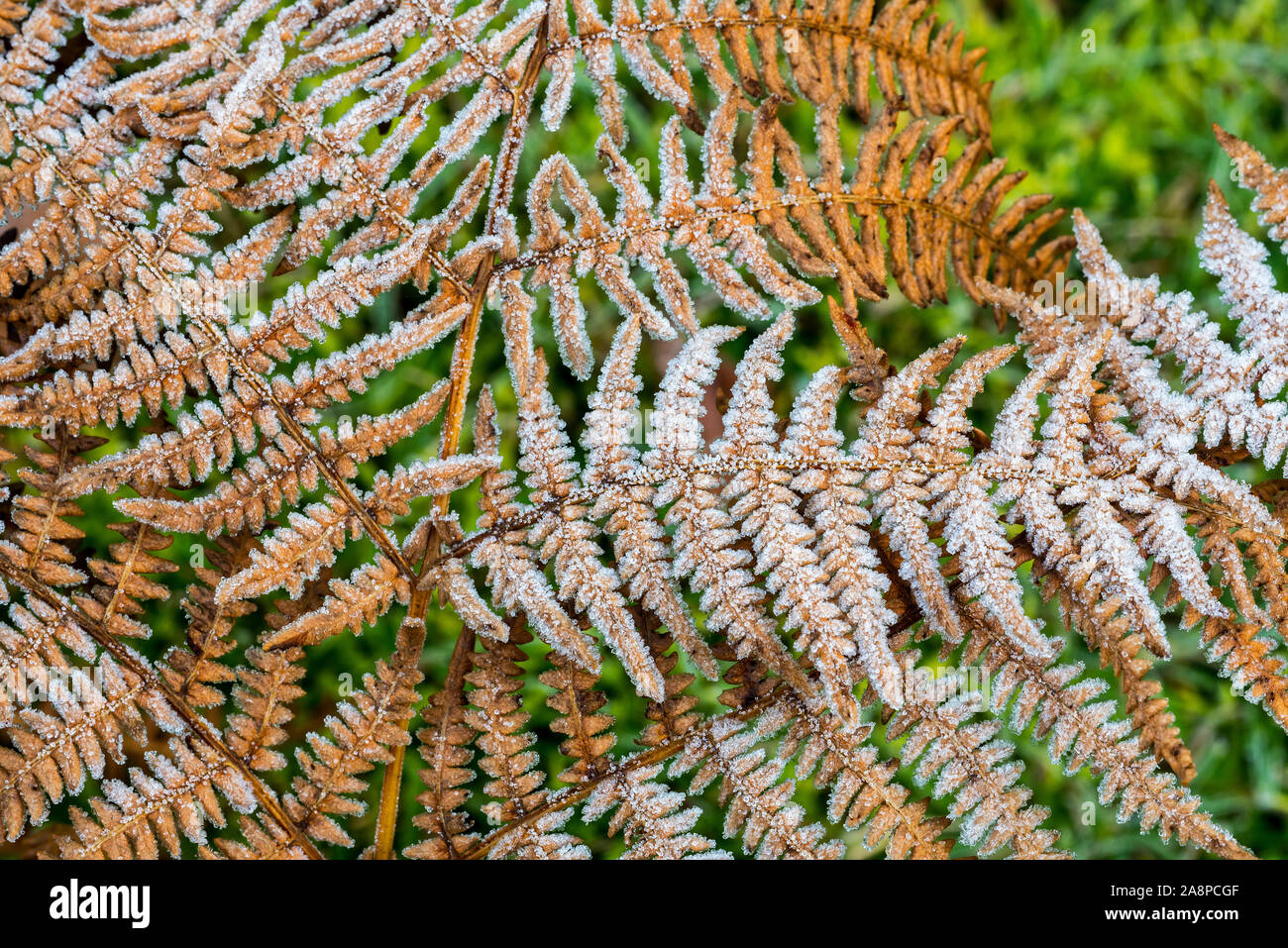 Fronds of common bracken / eagle fern (Pteridium aquilinum) covered in hoarfrost / hoar frost in autumn / fall Stock Photo