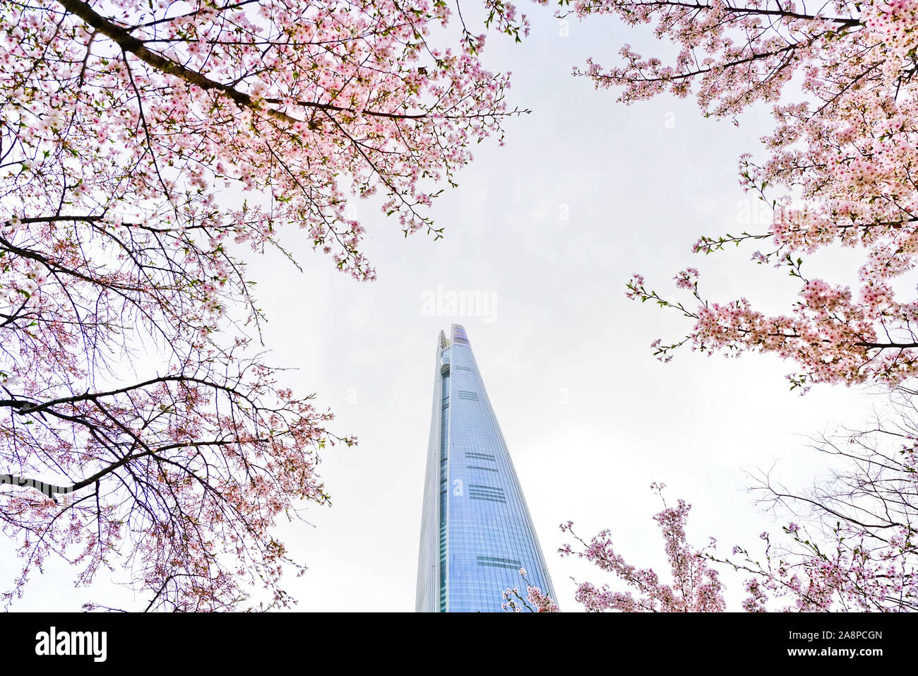 View of the cherry blossoms in spring with the skyscraper in the ...