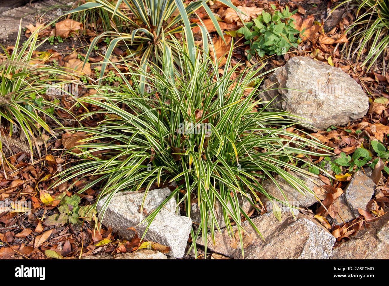 mondo grass, Latin Ophiopogon japonicus Stock Photo